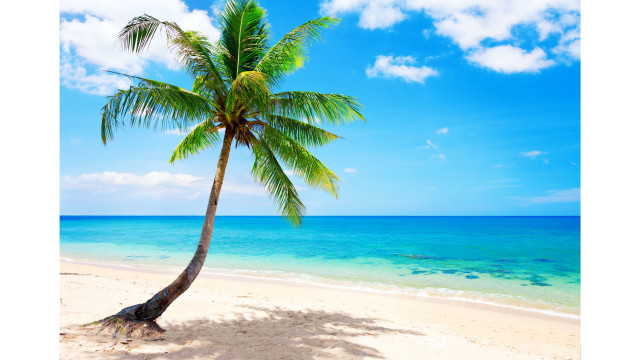 Palm tree beach blue sky #23 free wallpaper - medium preview image