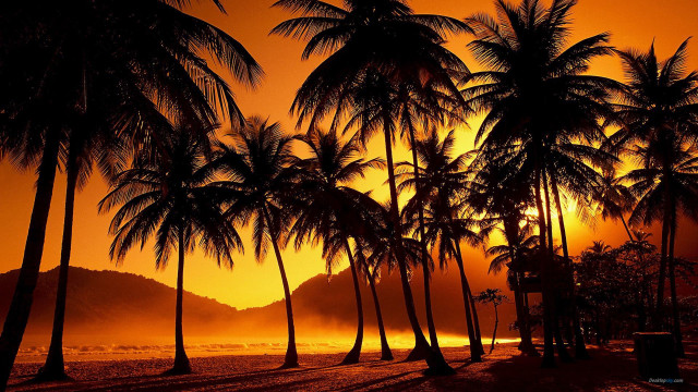 Sunset palm trees bench beach free wallpaper - medium preview image