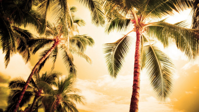 Palm trees dirt grass sky free wallpaper - medium preview image
