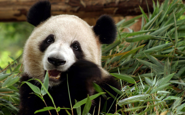 Panda bear sitting grass smiling #2 free wallpaper - medium preview image