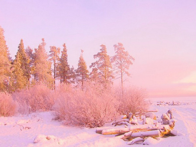 Snow covered field trees bench free wallpaper - medium preview image