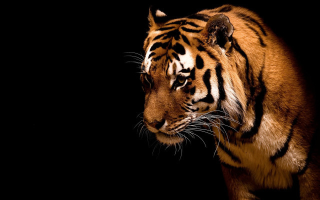 Tiger walking dark alone head free wallpaper - medium preview image