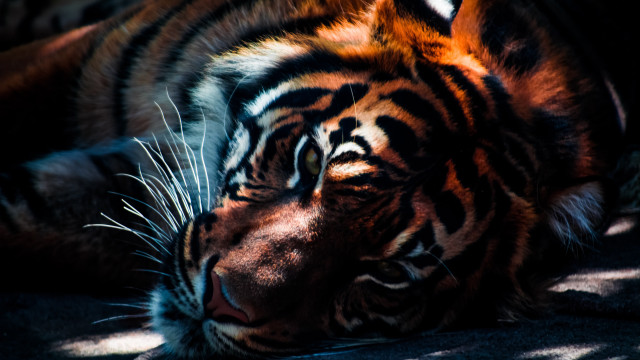 Tiger laying closed eyes head free wallpaper - medium preview image