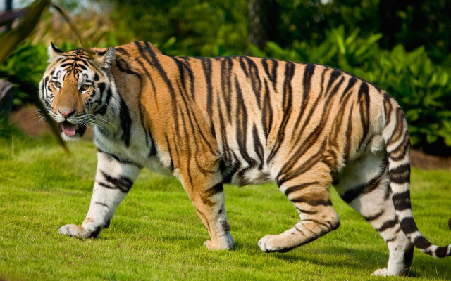 Tiger walking lush green field #2 free wallpaper - medium preview image