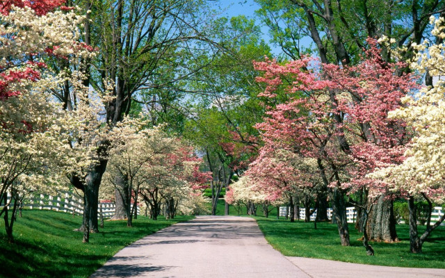 Road trees flowers white fence free wallpaper - medium preview image