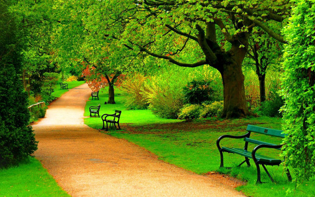Park path benches trees lining free wallpaper - medium preview image