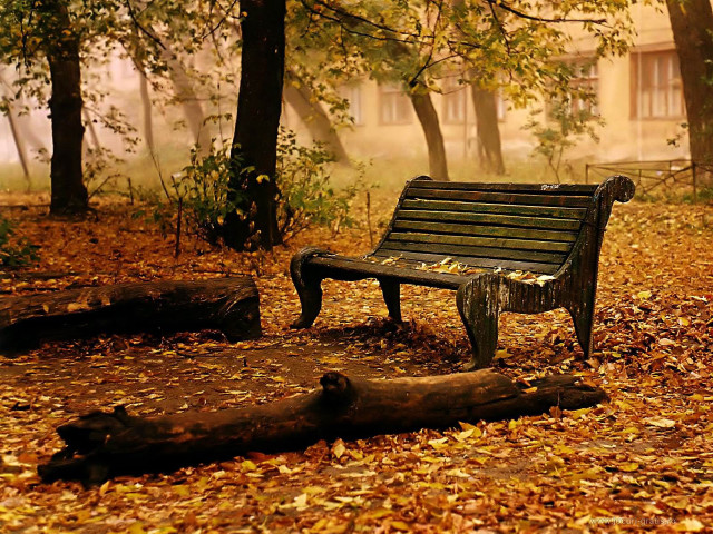 Bench forest leaves fallen leaves free wallpaper - medium preview image