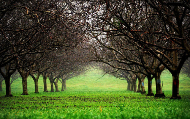 Green field trees grass sides free wallpaper - medium preview image