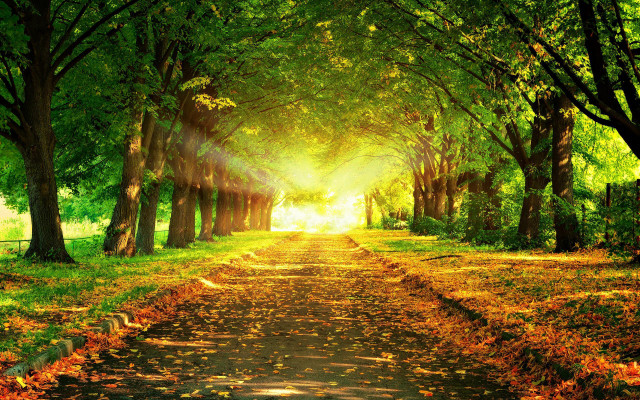 Park path trees leaves sunshine #2 free wallpaper - medium preview image