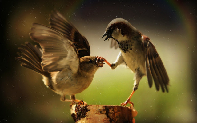 Birds fighting food pole rain free wallpaper - medium preview image