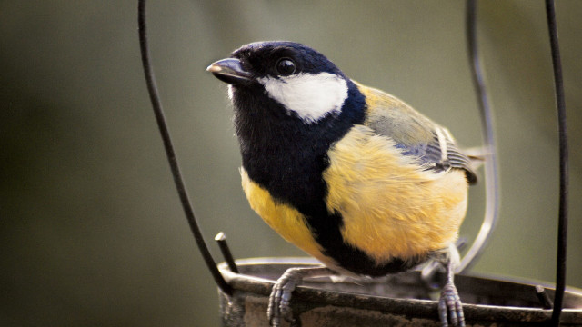 Bird perched wire bucket water free wallpaper - medium preview image
