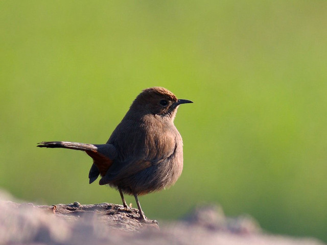 Small bird rock sun blurry free wallpaper - medium preview image