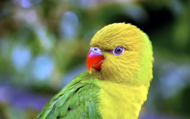 Yellow green bird red beak #2 free wallpaper - medium preview image