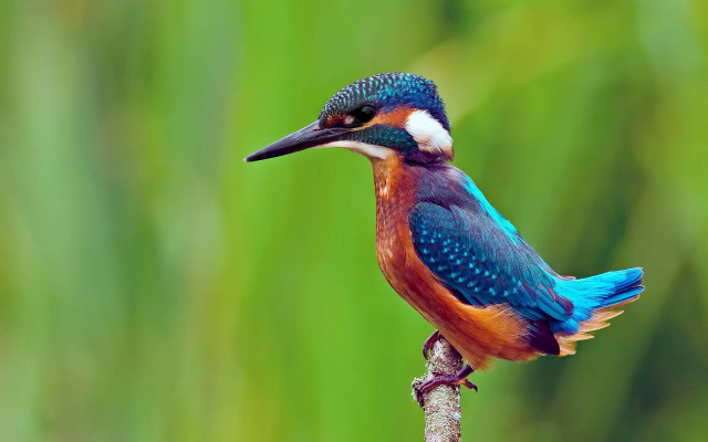 Colorful bird perched branch blurry #6 free wallpaper - medium preview image