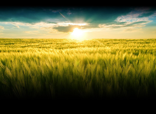 Green grass sunshine clouds blue free wallpaper - medium preview image