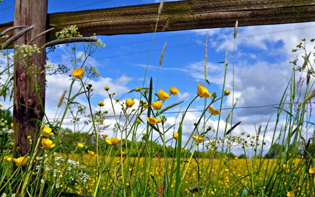 Yellow flowers wooden fence blue free wallpaper - medium preview image