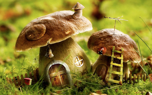Mushrooms ladder green field grass free wallpaper - medium preview image