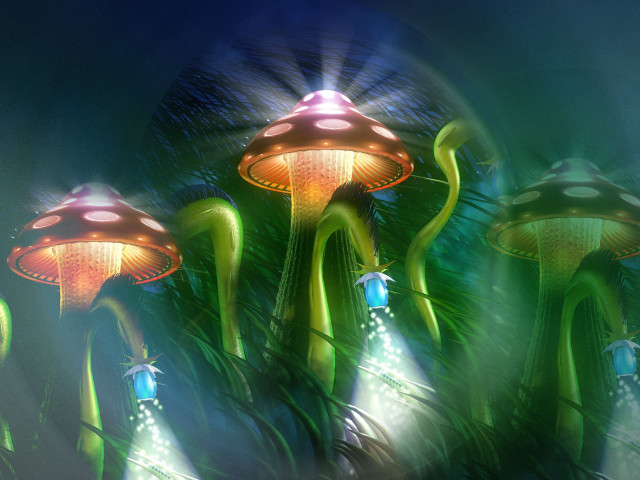 Mushrooms group grass together nature free wallpaper - medium preview image