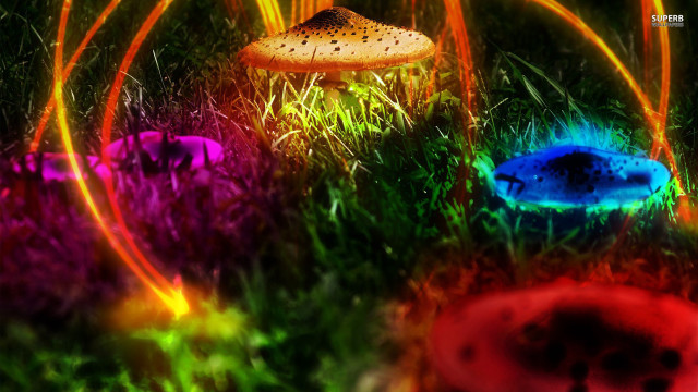 Mushrooms grass lights black background free wallpaper - medium preview image
