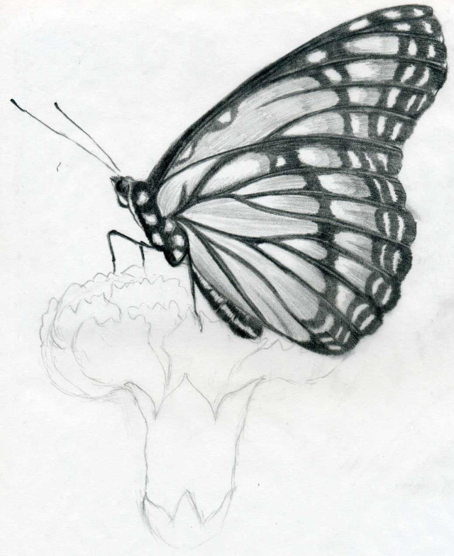 Butterfly flower stem drawing wings free wallpaper - medium preview image