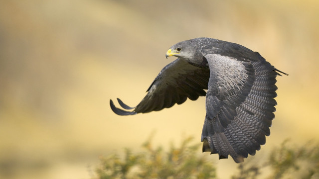 Bird flying air wings spread #8 free wallpaper - medium preview image