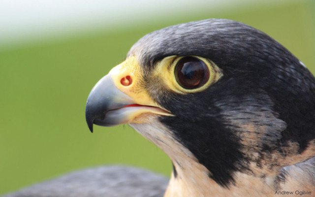 Bird prey yellow beak green free wallpaper - medium preview image