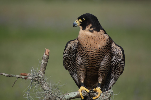 Bird perched field grass green free wallpaper - medium preview image