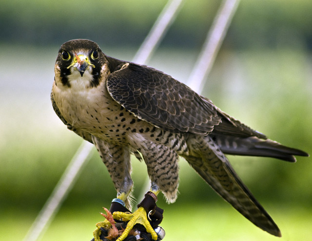 Bird prey perched branch blurry free wallpaper - medium preview image