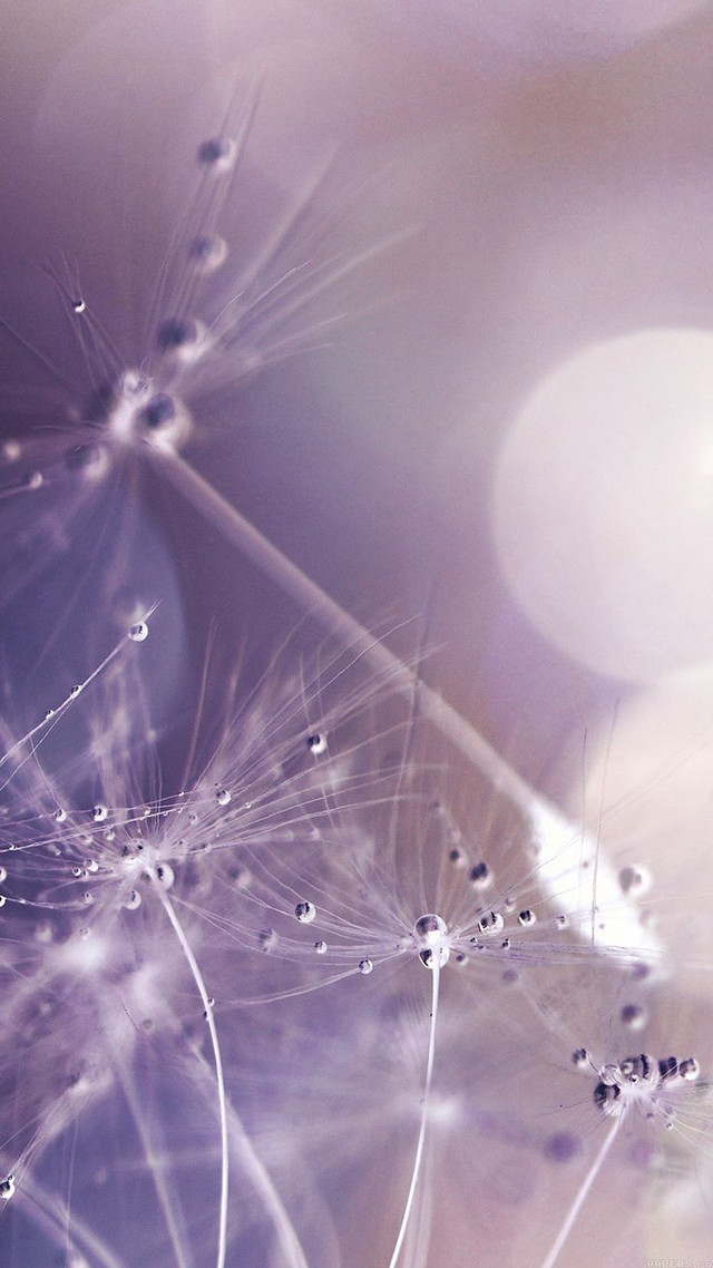 Dandelion water droplets purple background #4 free wallpaper - medium preview image