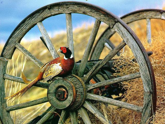 Bird wheel field straw sky free wallpaper - medium preview image