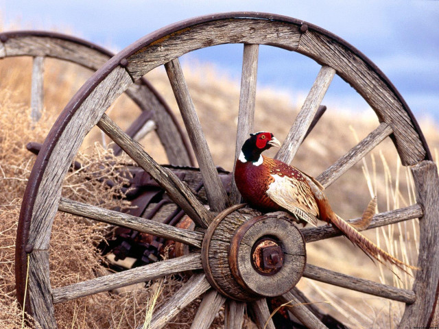 Bird wheel field blue sky free wallpaper - medium preview image