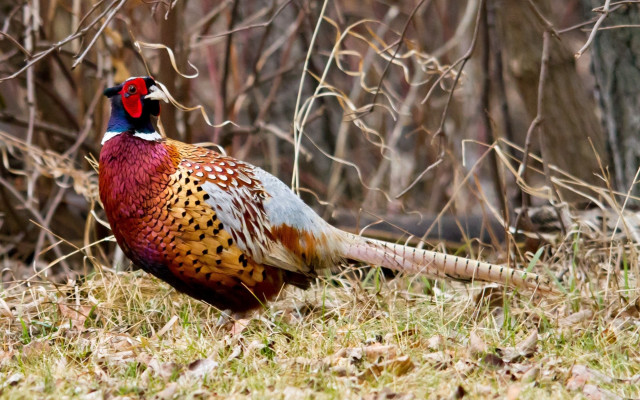 Pheasant standing grass near trees free wallpaper - medium preview image