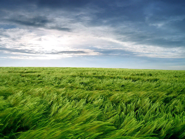 Field green grass cloudy sky free wallpaper - medium preview image