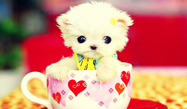 Small white dog cup red free wallpaper - medium preview image