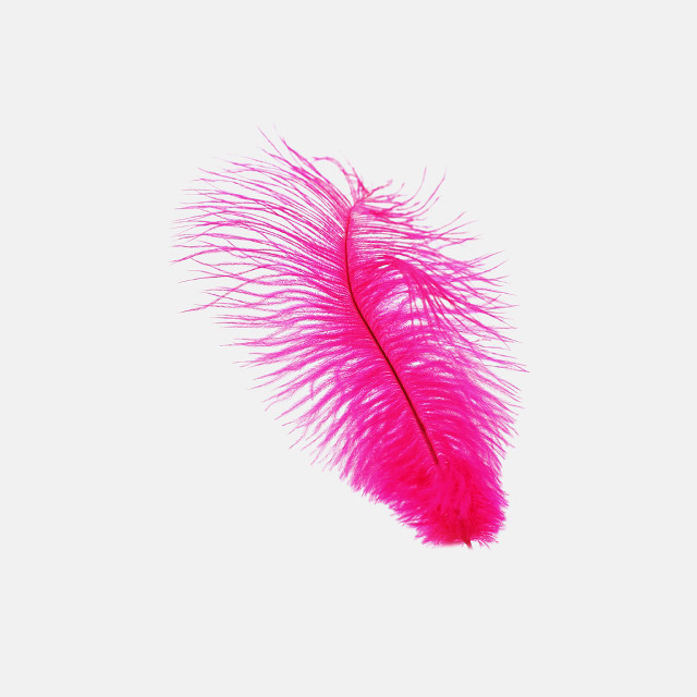 Pink feather flying air white #2 free wallpaper - medium preview image