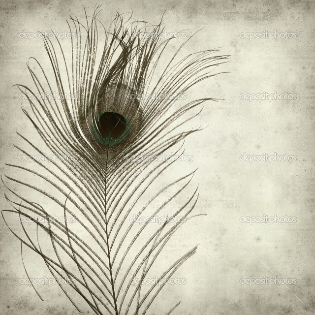 Peacock feather white background faded free wallpaper - medium preview image