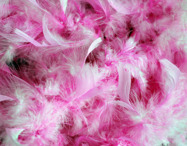 Pink white feather background black free wallpaper - medium preview image