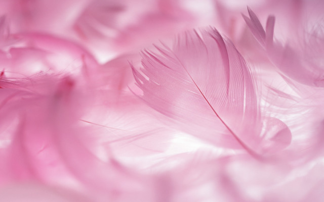 Pink feather closeup blurry background free wallpaper - medium preview image