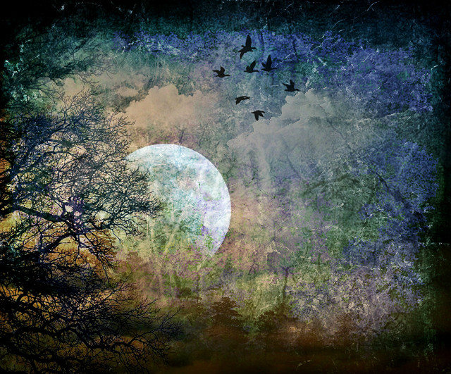 Full moon birds flying trees free wallpaper - medium preview image