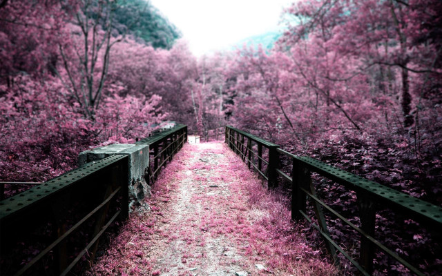 Path woods pink flowers bridge free wallpaper - medium preview image