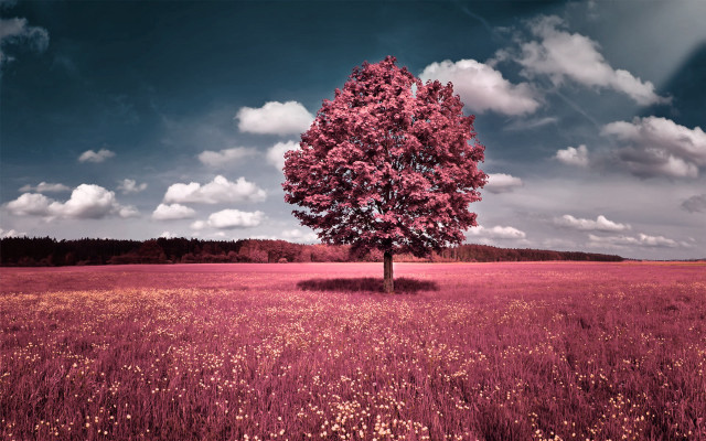 Tree field cloudy sky pink #2 free wallpaper - medium preview image