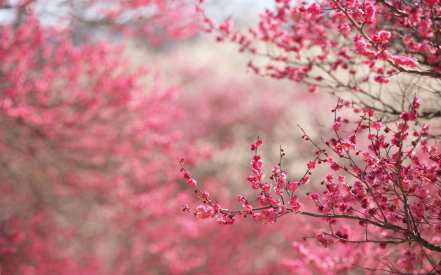 Pink flower tree branch bridge free wallpaper - medium preview image