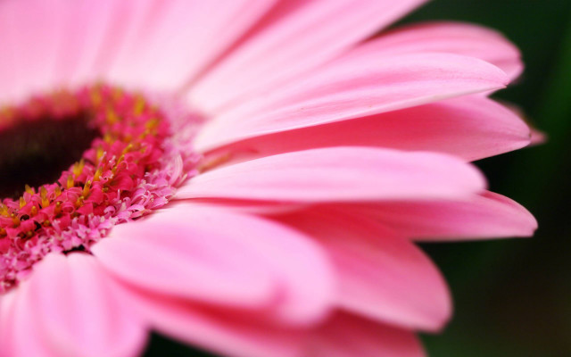 Pink flower green background yellow #8 free wallpaper - medium preview image