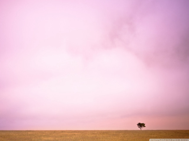 Lone tree field grass purple free wallpaper - medium preview image