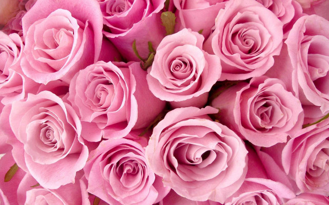 Pink roses bouquet macro romantic free wallpaper - medium preview image