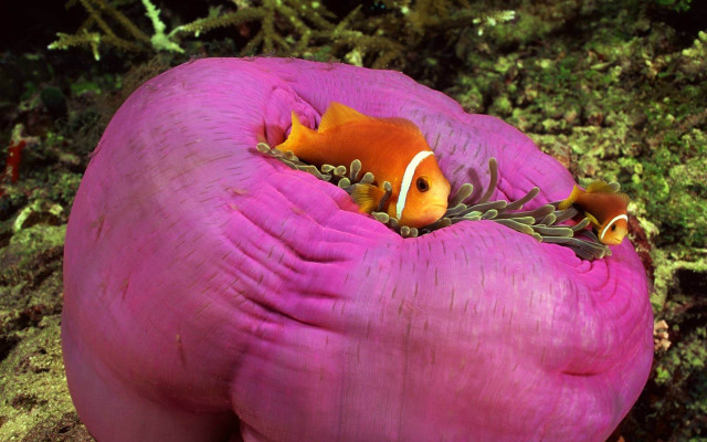 Clownfish pink anemone algae ocean free wallpaper - medium preview image