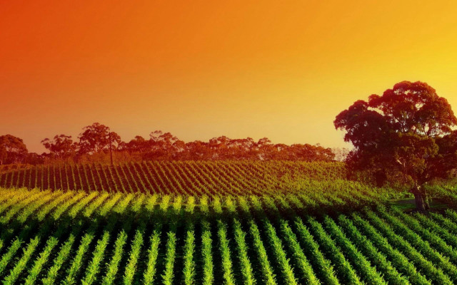 Large field trees sunset red free wallpaper - medium preview image