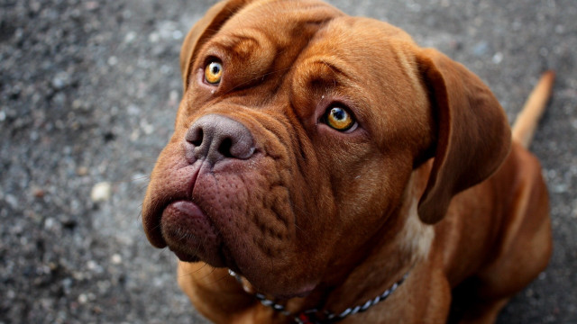 Brown dog collar looking sad free wallpaper - medium preview image
