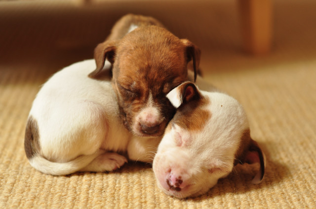 Puppies cuddling on the floor free wallpaper - medium preview image