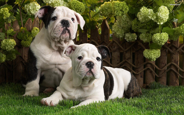 Dogs sitting grass fence bushes free wallpaper - medium preview image